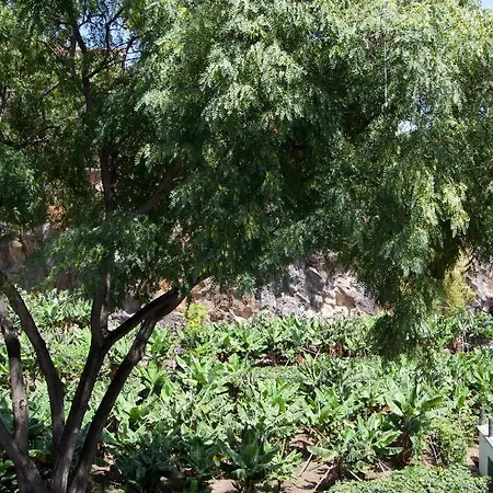 Trees View *